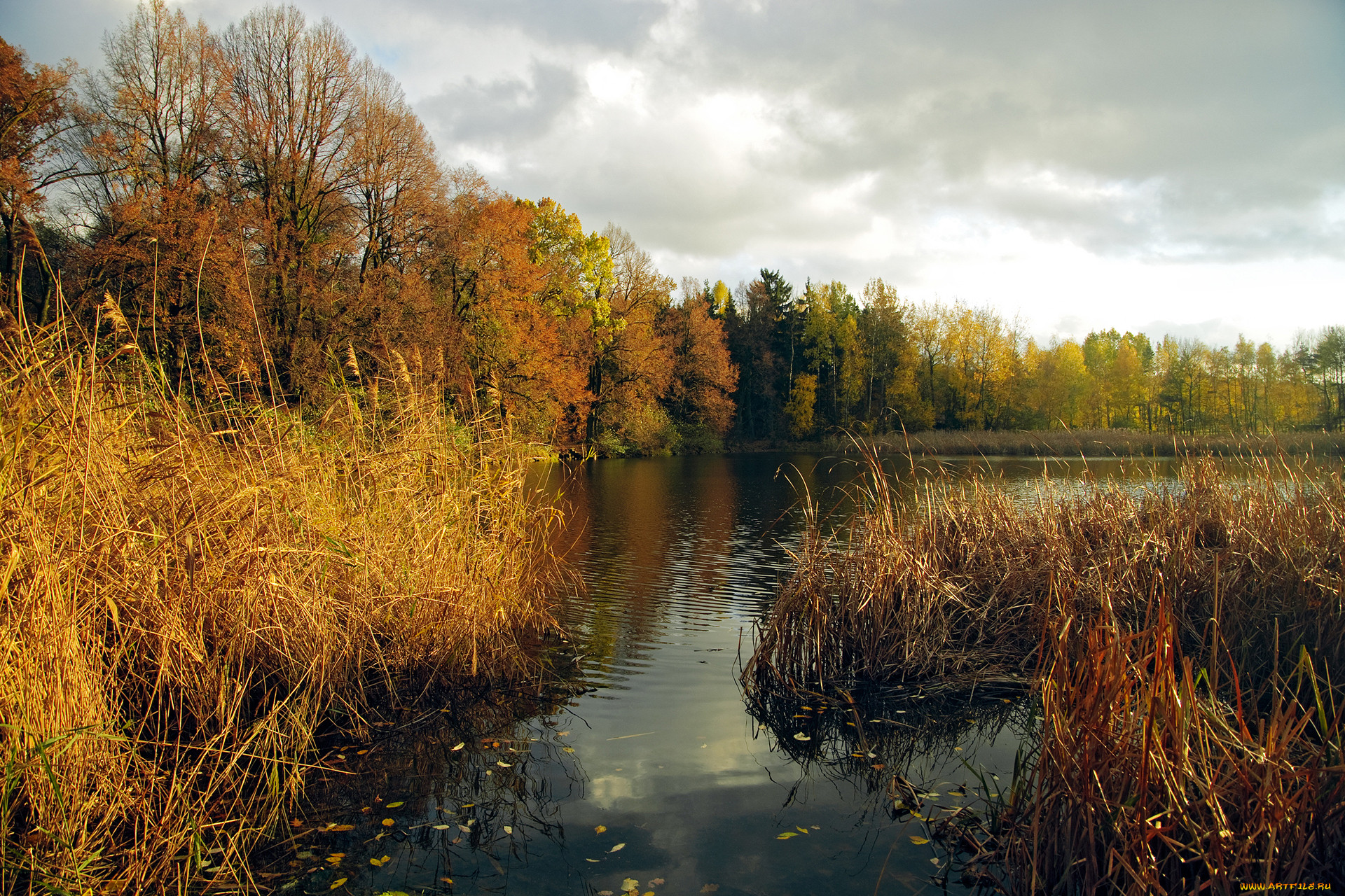 Текст по берегам лесных малых рек. Осень река кусты. Осень озеро. Осень на болоте. Пейзаж болото.